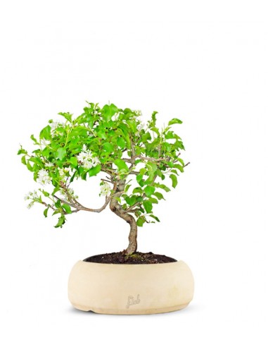 Ciliegio Canino | Prunus Mahaleb...