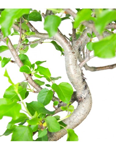 Ciliegio Canino | Prunus Mahaleb...