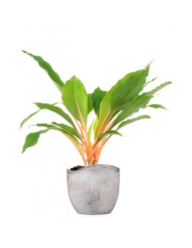 Clorofito amaniense arancione