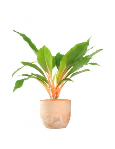 Clorofito amaniense arancione