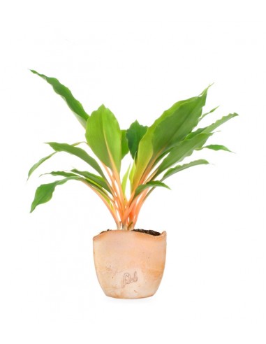 Clorofito amaniense arancione