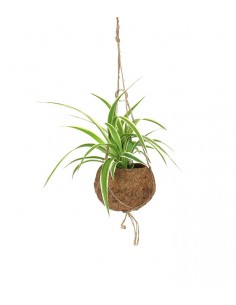 Clorofito in fibra di cocco