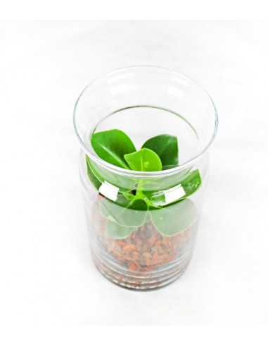 Clusia in terrarium