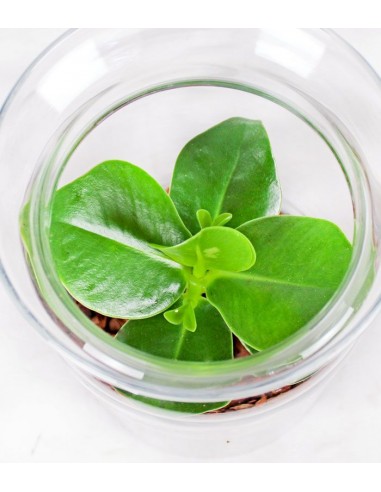 Clusia in terrarium