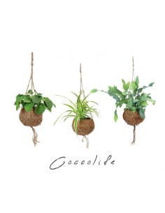 Cocco Life Pack