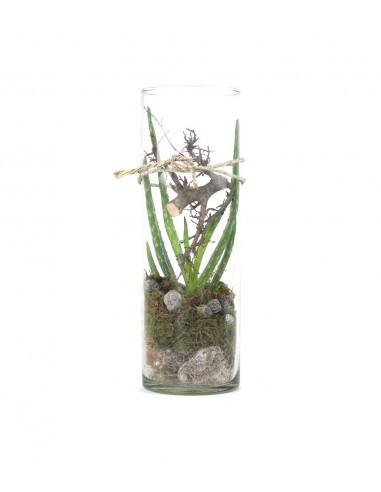 Composizione Aloe Vera in Vetro