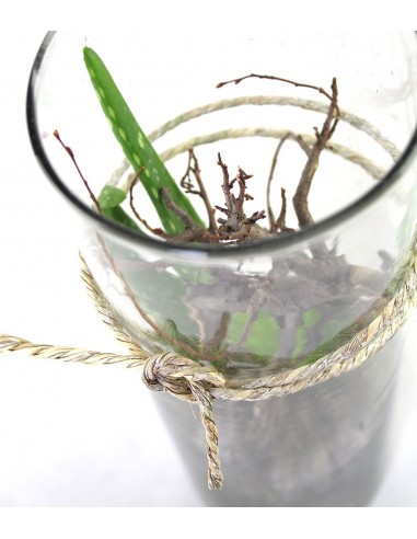 Composizione Aloe Vera in Vetro