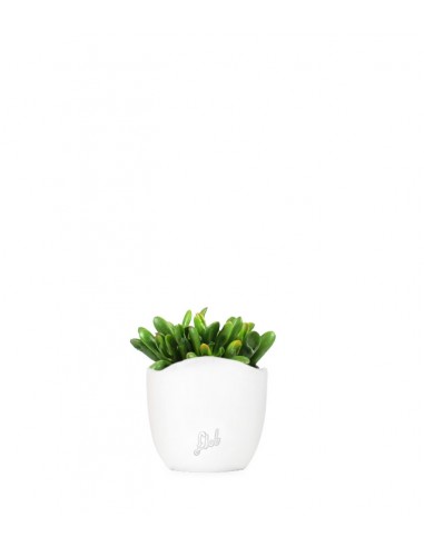 Crassula gollum