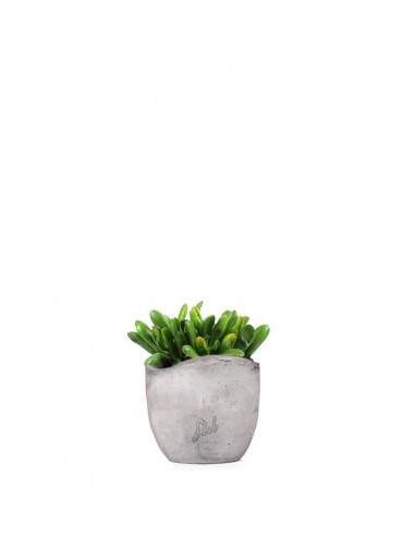 Crassula gollum