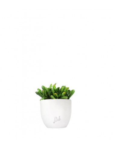Crassula gollum