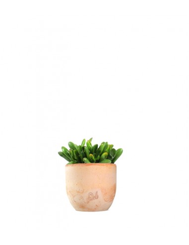 Crassula gollum