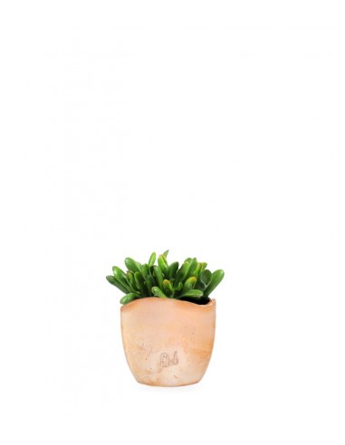 Crassula gollum