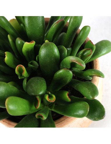 Crassula gollum