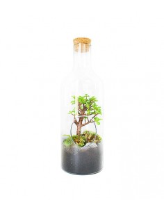 Crassula in terrarium