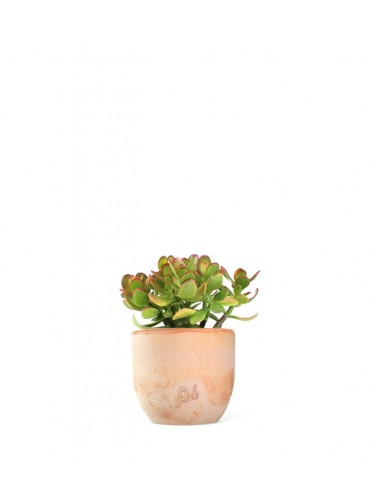 Crassula ovata