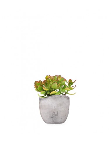 Crassula ovata