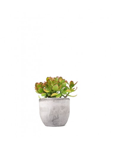Crassula ovata