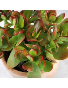 Crassula ovata 2