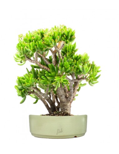 Crassula Ovata Hobbit