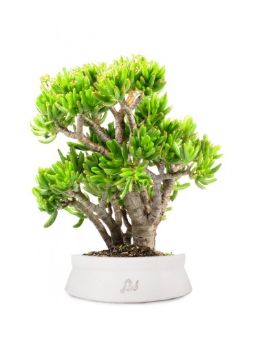 Crassula Ovata Hobbit