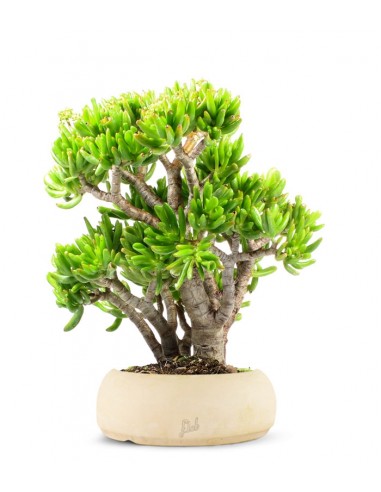 Crassula Ovata Hobbit