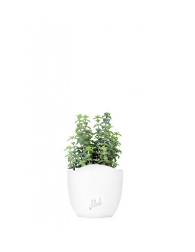 Crassula perforata
