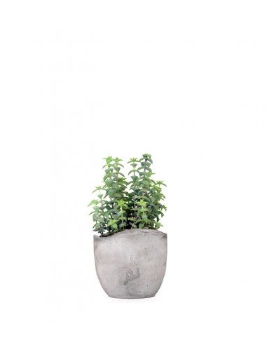 Crassula perforata