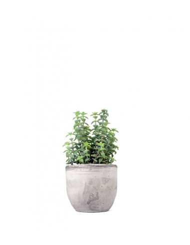 Crassula perforata