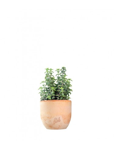 Crassula perforata