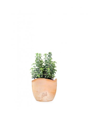 Crassula perforata