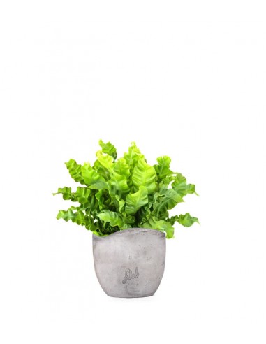 Crispy Wave