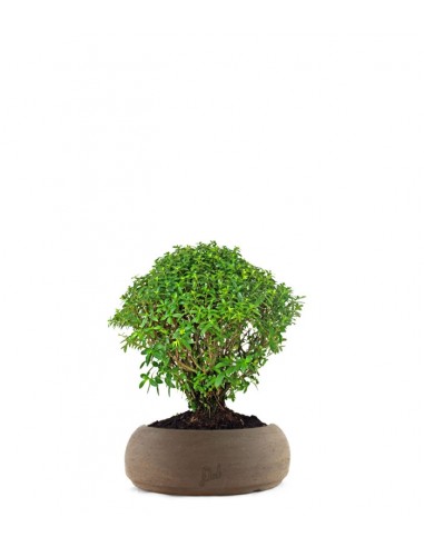 Cuphea bonsai