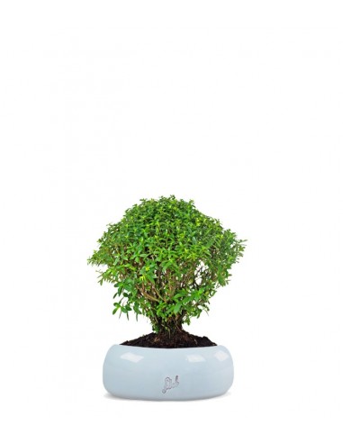 Cuphea bonsai