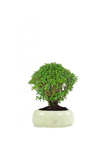 Cuphea bonsai