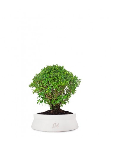 Cuphea bonsai