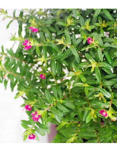 Cuphea bonsai