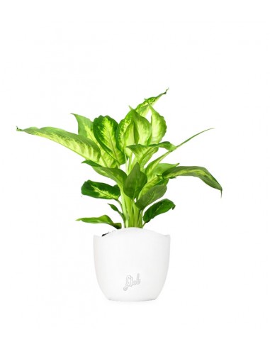 Dieffenbachia