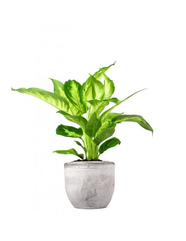 Dieffenbachia