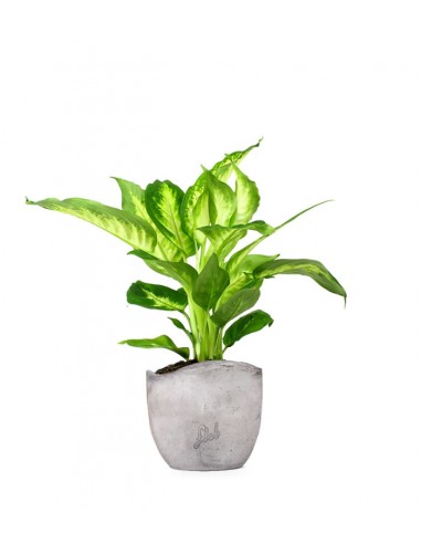 Dieffenbachia