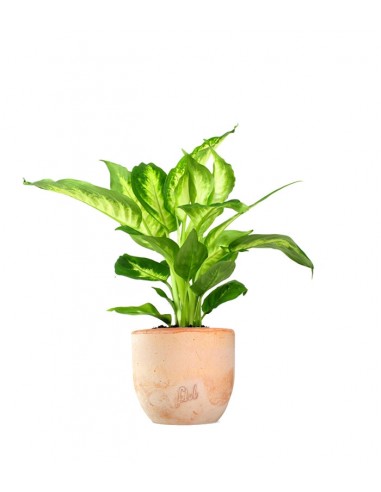 Dieffenbachia