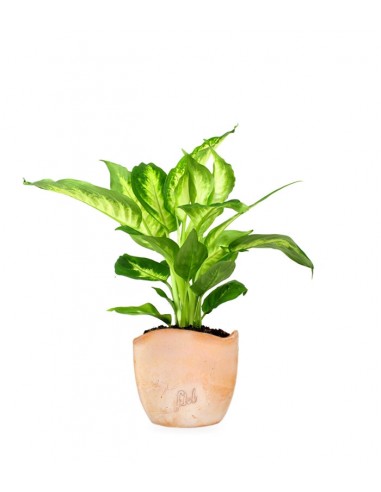 Dieffenbachia