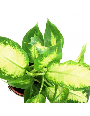 Dieffenbachia