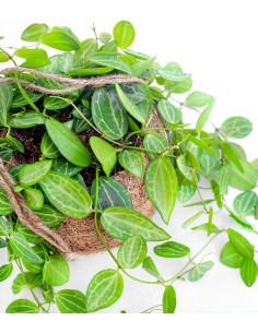 Dischidia ovata in fibra di... 2