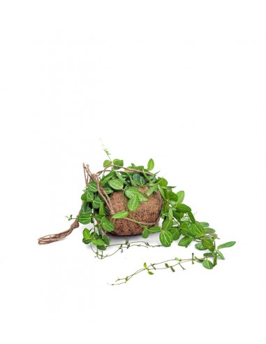 Dischidia ovata in fibra di cocco