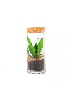 Dracena in terrarium