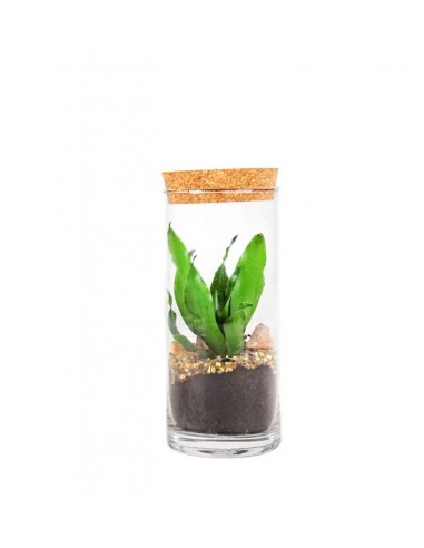 Dracena in terrarium