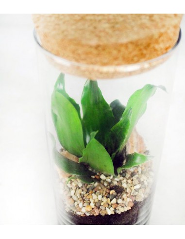 Dracena in terrarium