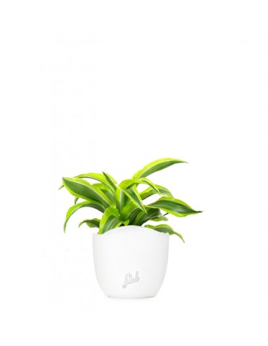 Dracena Lemon Lime