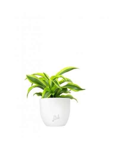Dracena Lemon Lime