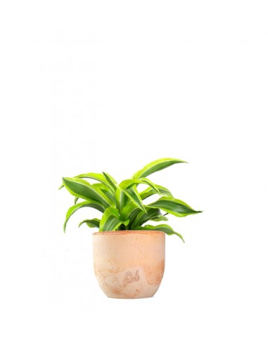 Dracena Lemon Lime